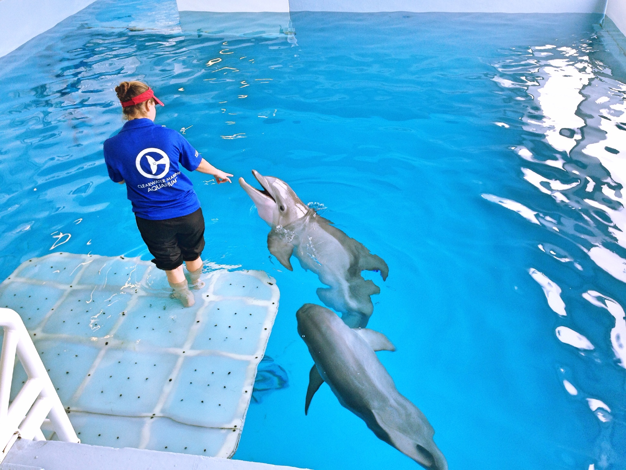 Дельфин 2 группа. Дельфин Винтер. Дельфин Винтер фото. Дельфин Винтер веб камера.