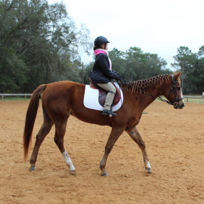Horses, Shows and smiles